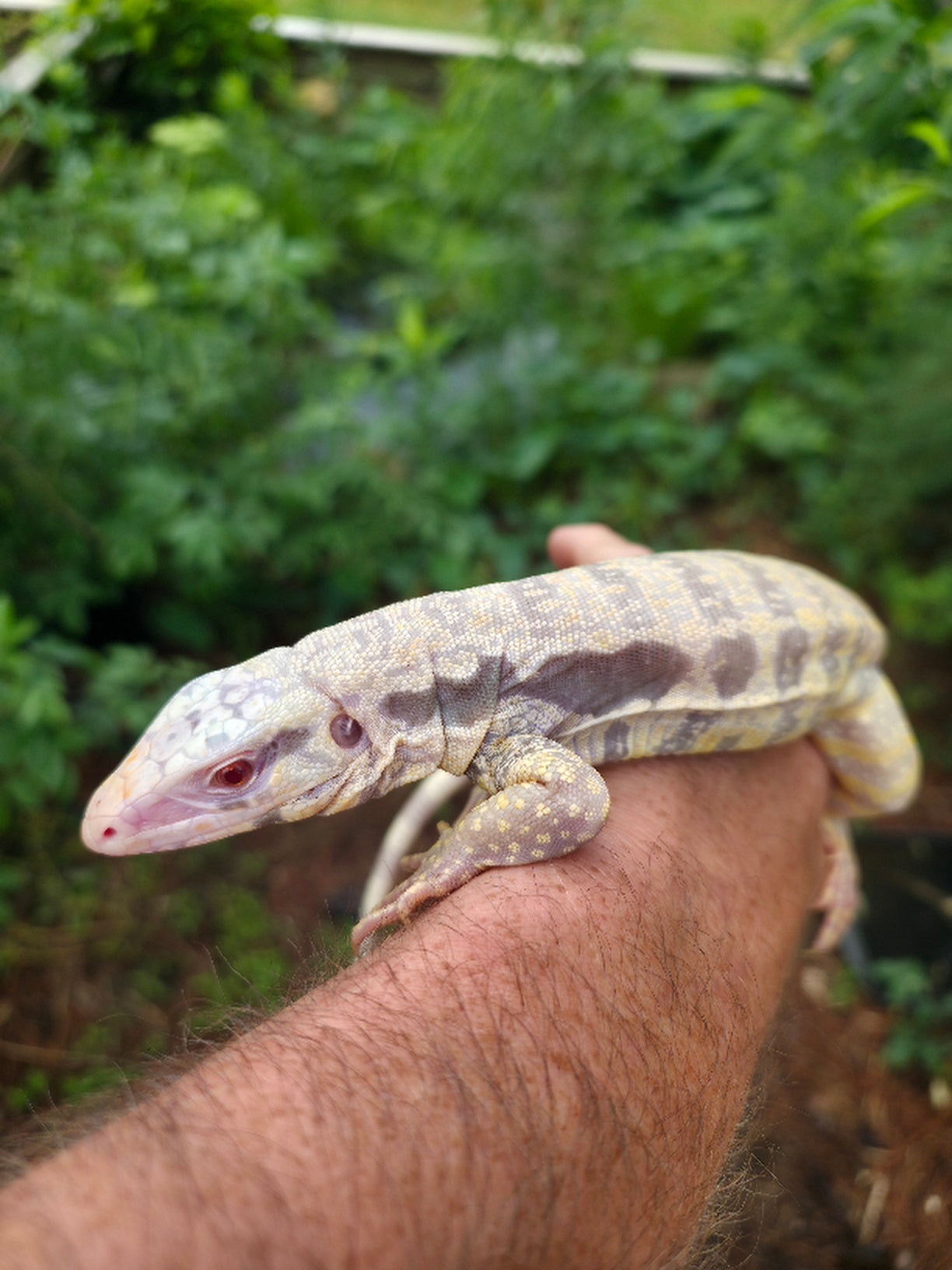 Male Blue Albino Tegu- Tsunami x Luna