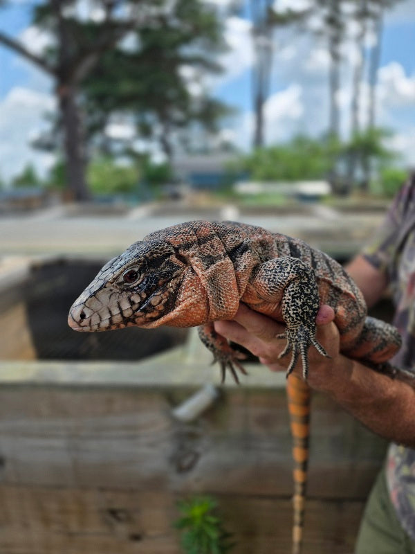 Deposit Tribrid Tegu- Rajah x Trinity