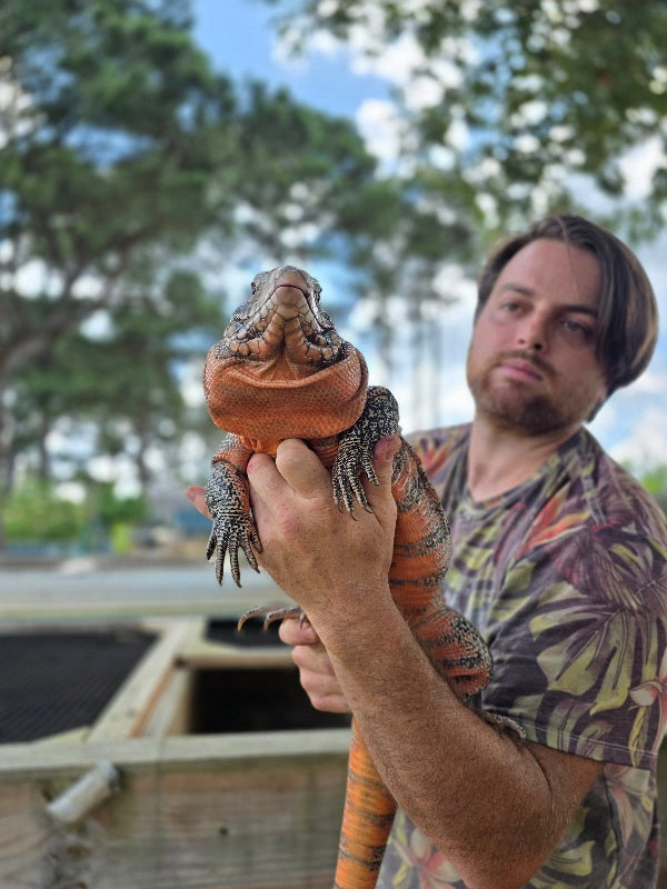 Deposit Tribrid Tegu- Rajah x Trinity
