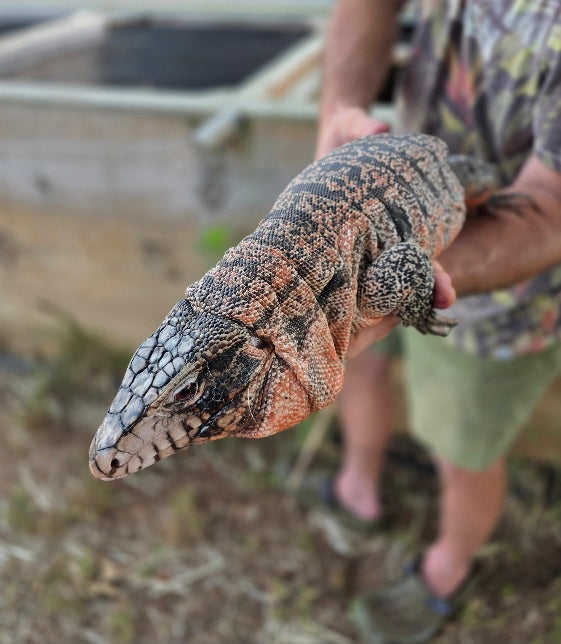 Deposit Tribrid Tegu- Rajah x Trinity
