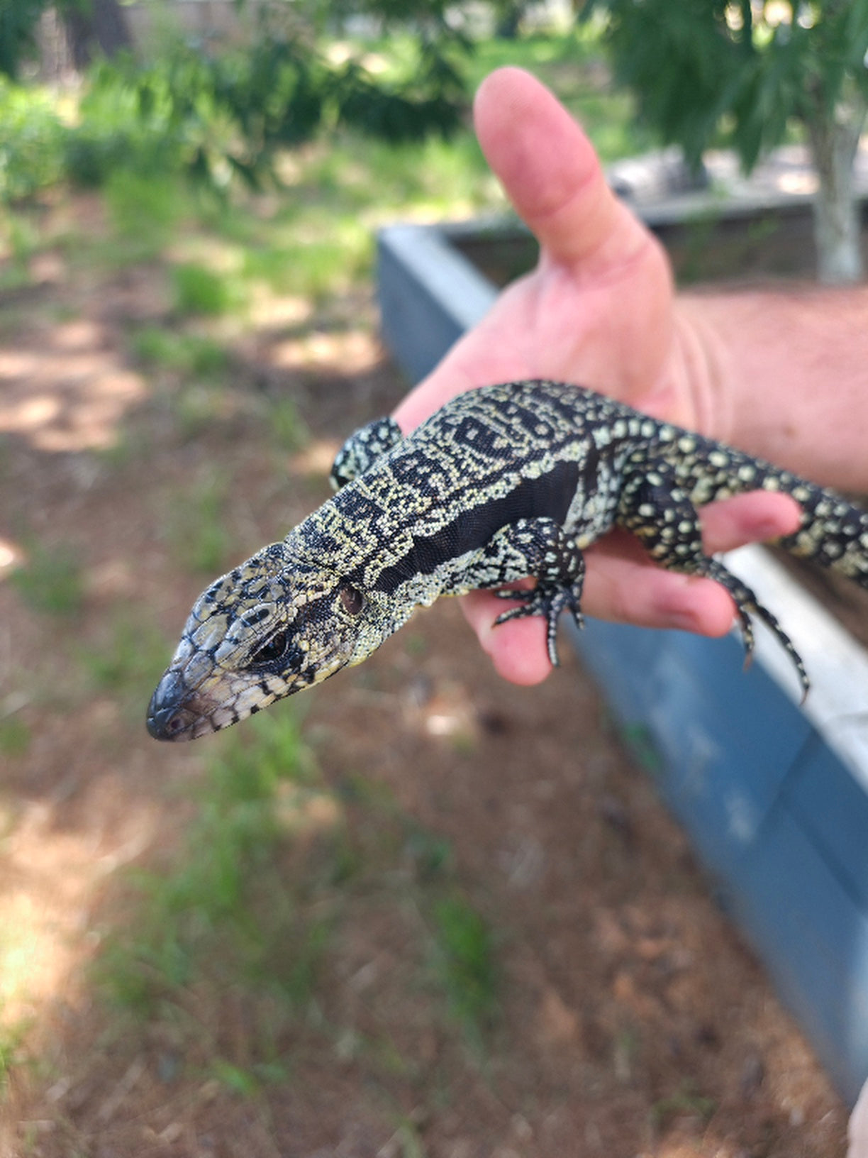 Male Blue Tegu- Legacy  X Destiny