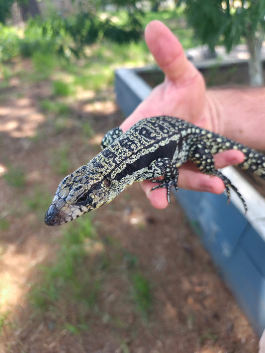 Male Blue Tegu- Legacy  X Destiny