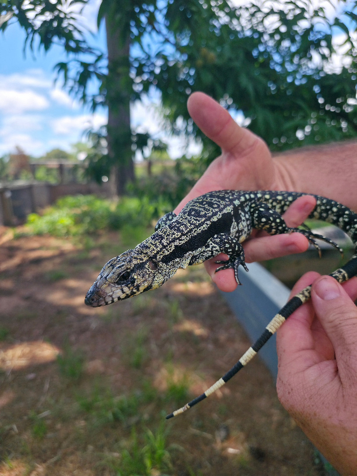 Male Blue Tegu- Legacy  X Destiny