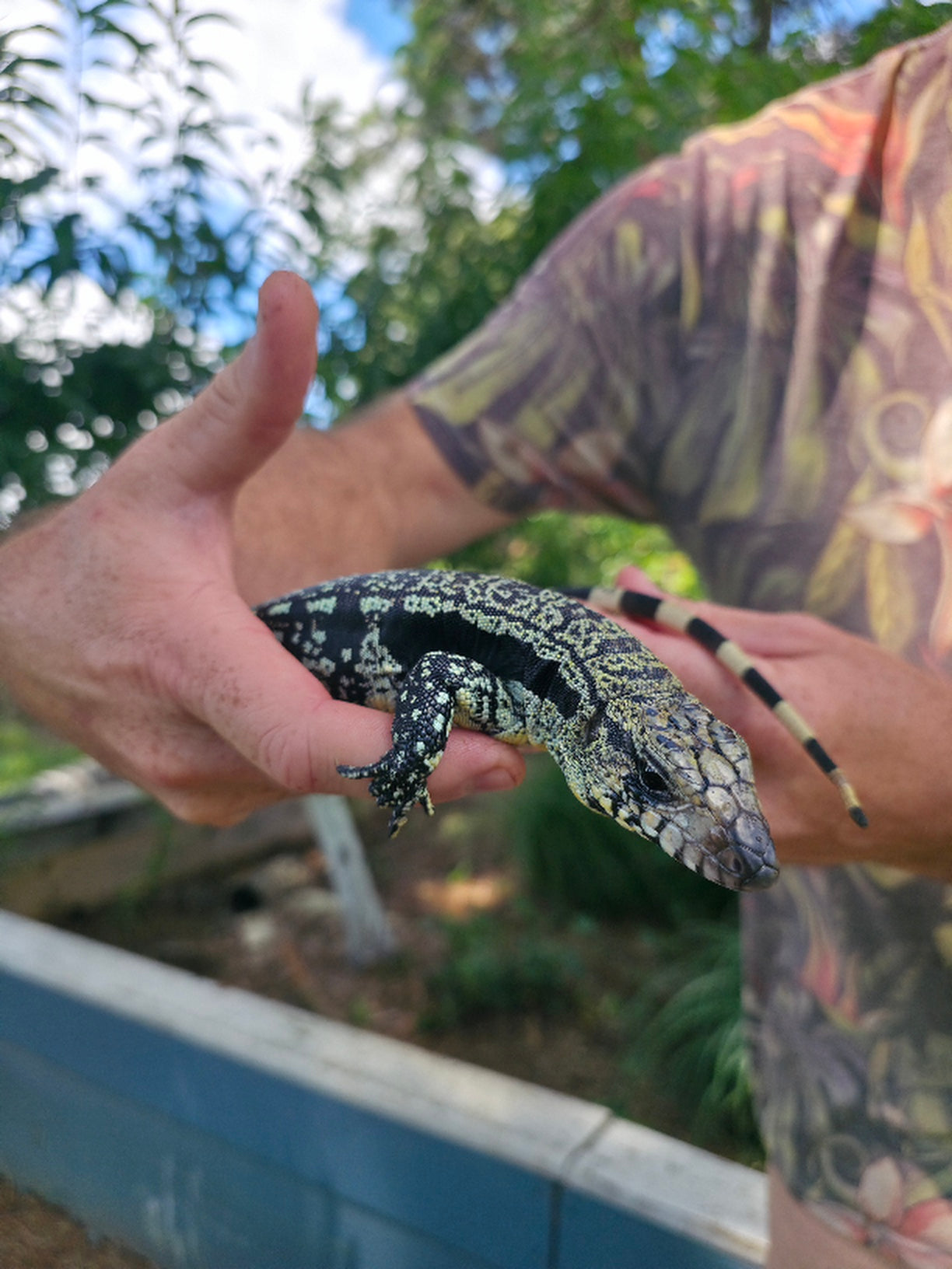 Male Blue Tegu- Legacy  X Destiny