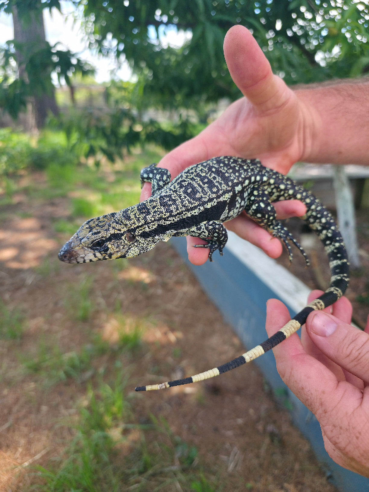 Male Blue Tegu- Legacy  X Destiny