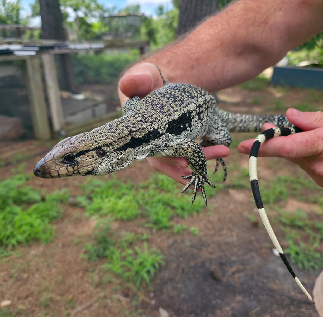 Female Blue Tegu- JJ x Tiffany
