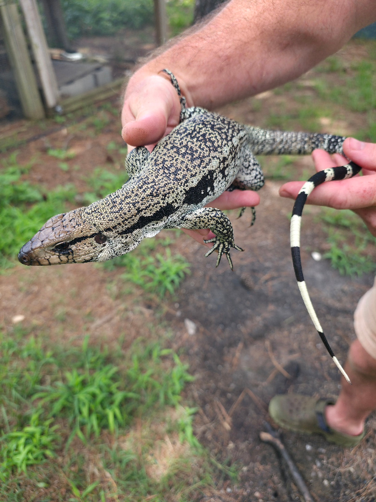 Female Blue Tegu- JJ x Tiffany