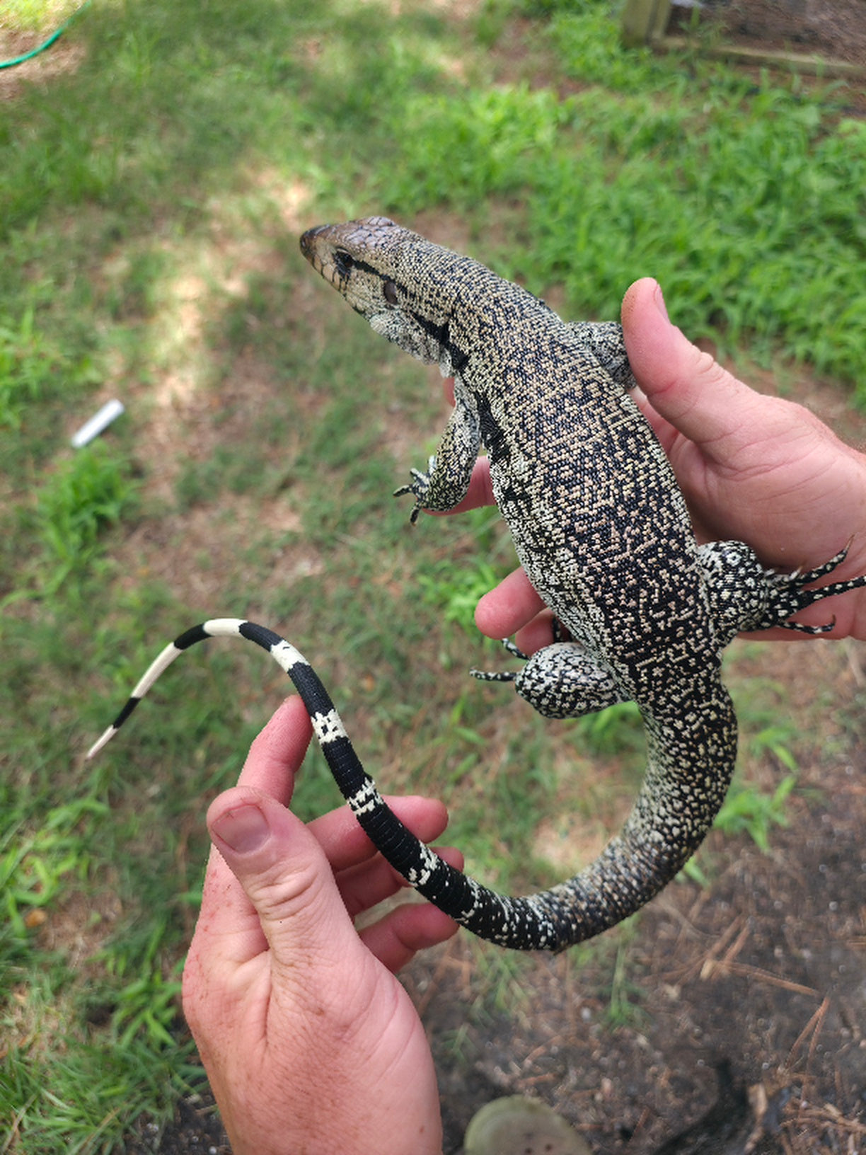 Female Blue Tegu- JJ x Tiffany