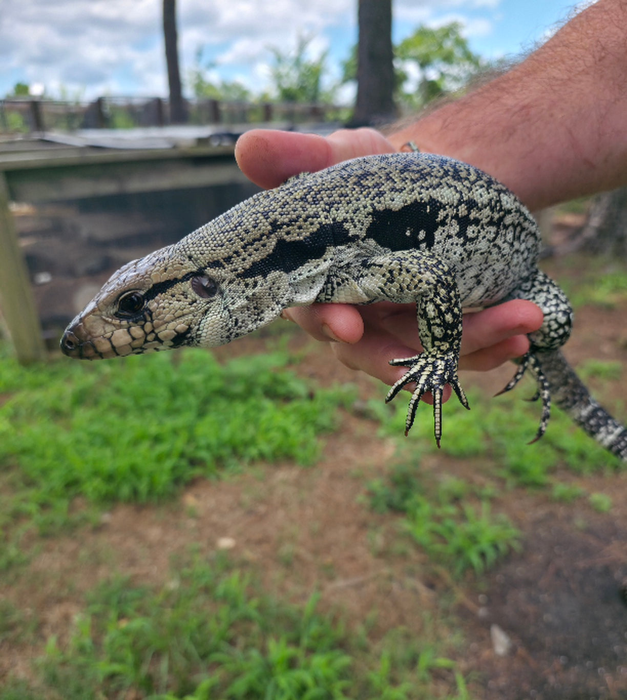 Female Blue Tegu- JJ x Tiffany
