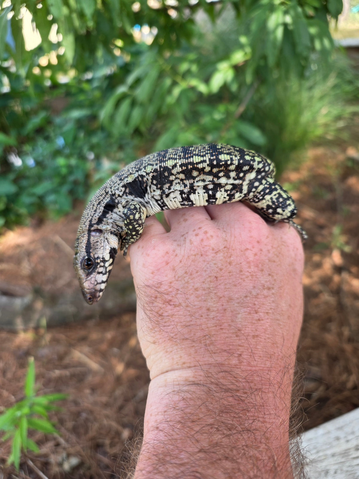 Blue Female Tegu 100% Het Albino- JJ x Pearl