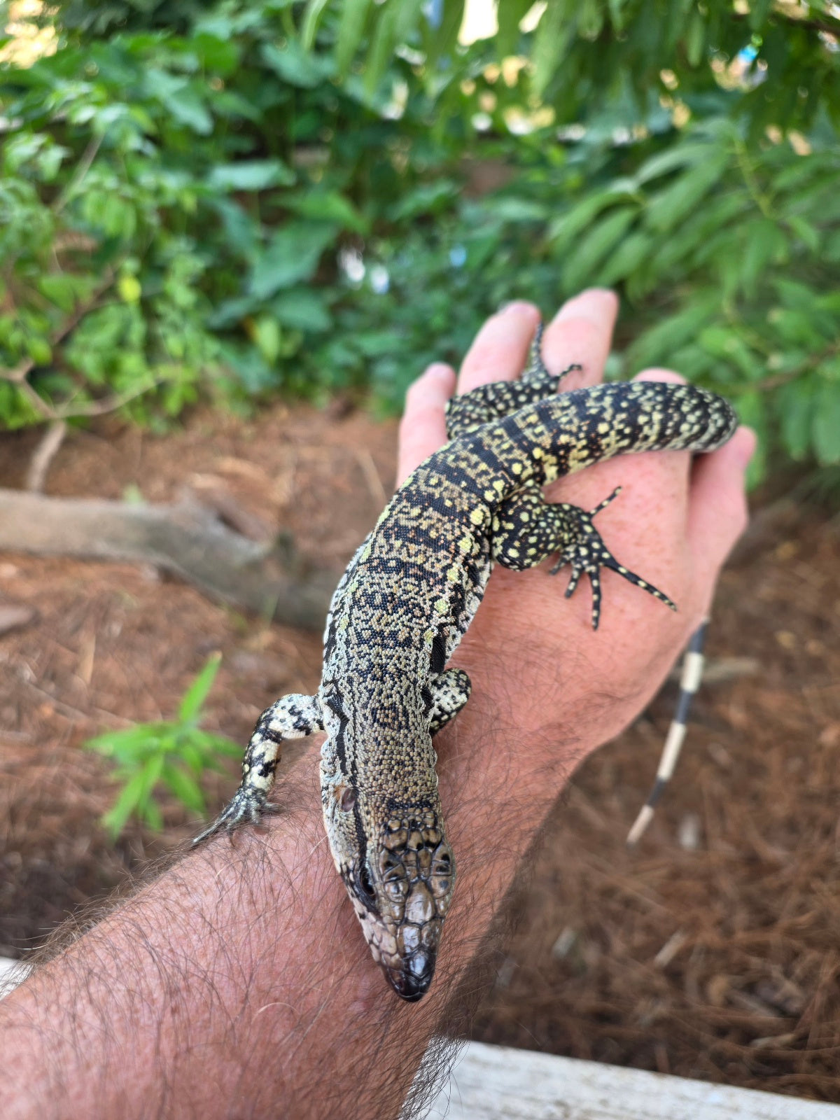 Blue Female Tegu 100% Het Albino- JJ x Pearl