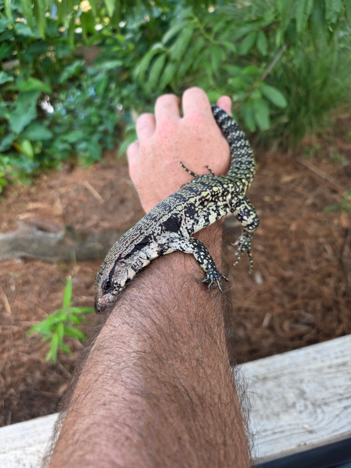 Blue Female Tegu 100% Het Albino- JJ x Pearl