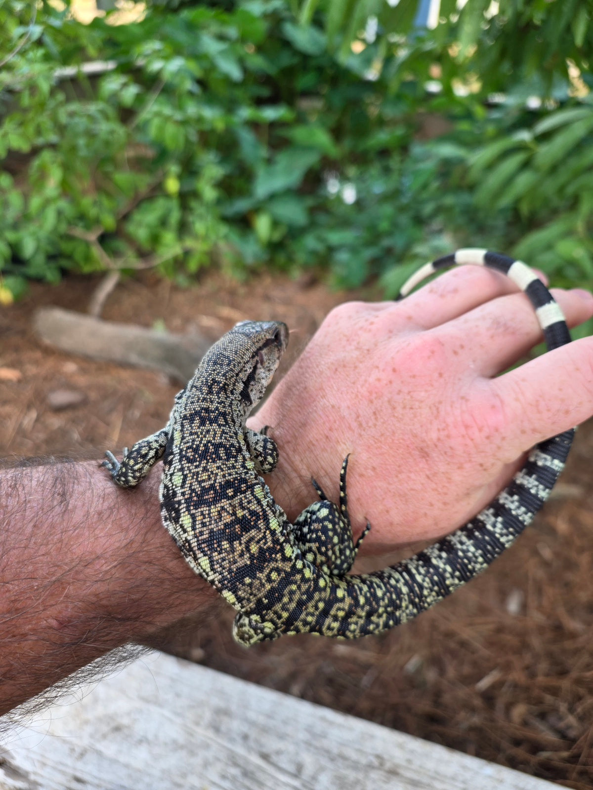 Blue Female Tegu 100% Het Albino- JJ x Pearl
