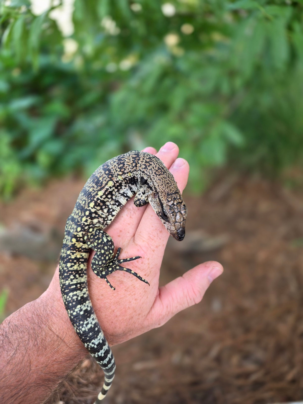 Blue Female Tegu 100% Het Albino- JJ x Pearl