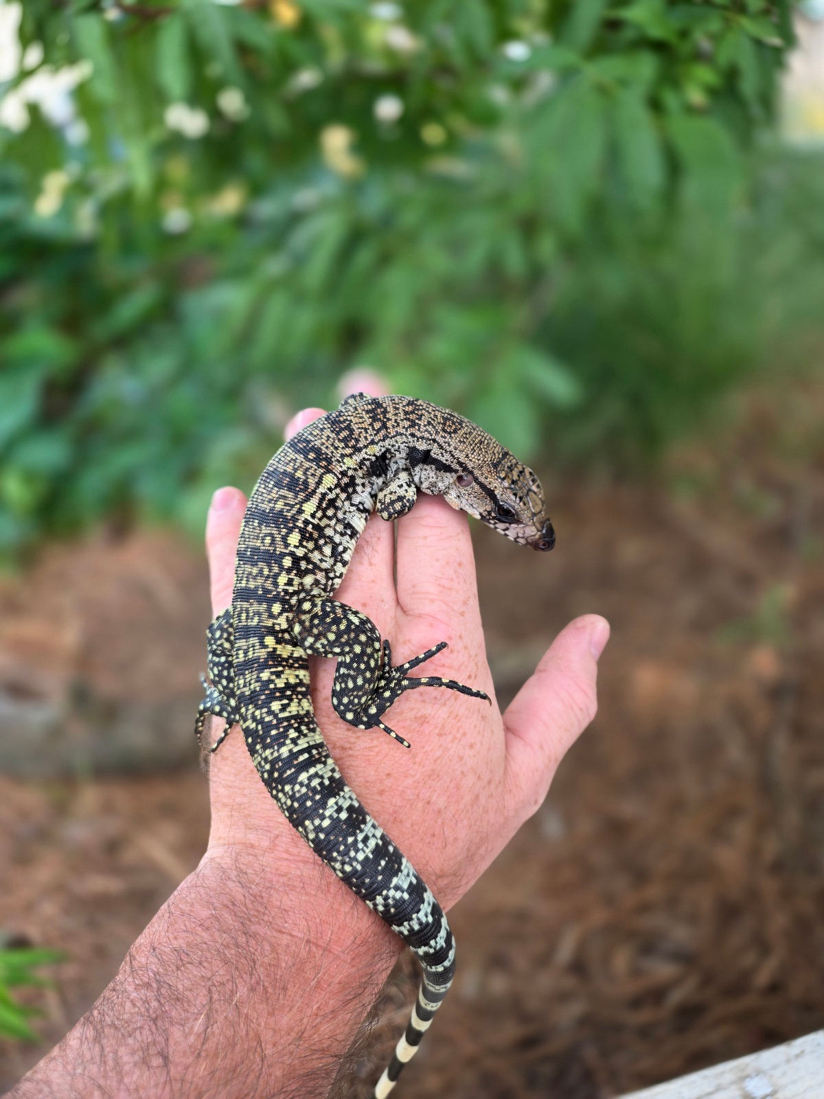 Blue Female Tegu 100% Het Albino- JJ x Pearl