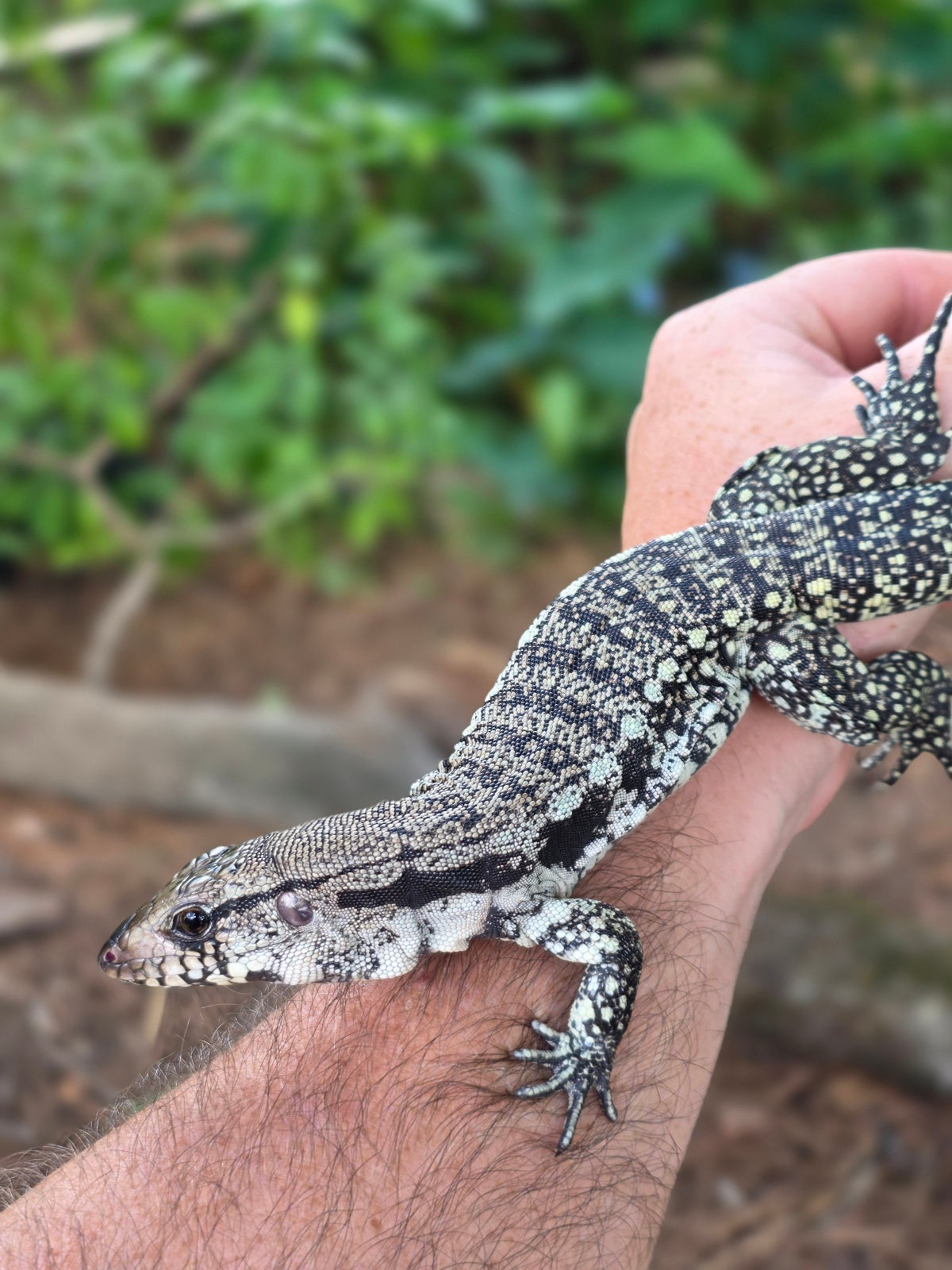 Blue Female Tegu 100% Het Albino- JJ x Pearl