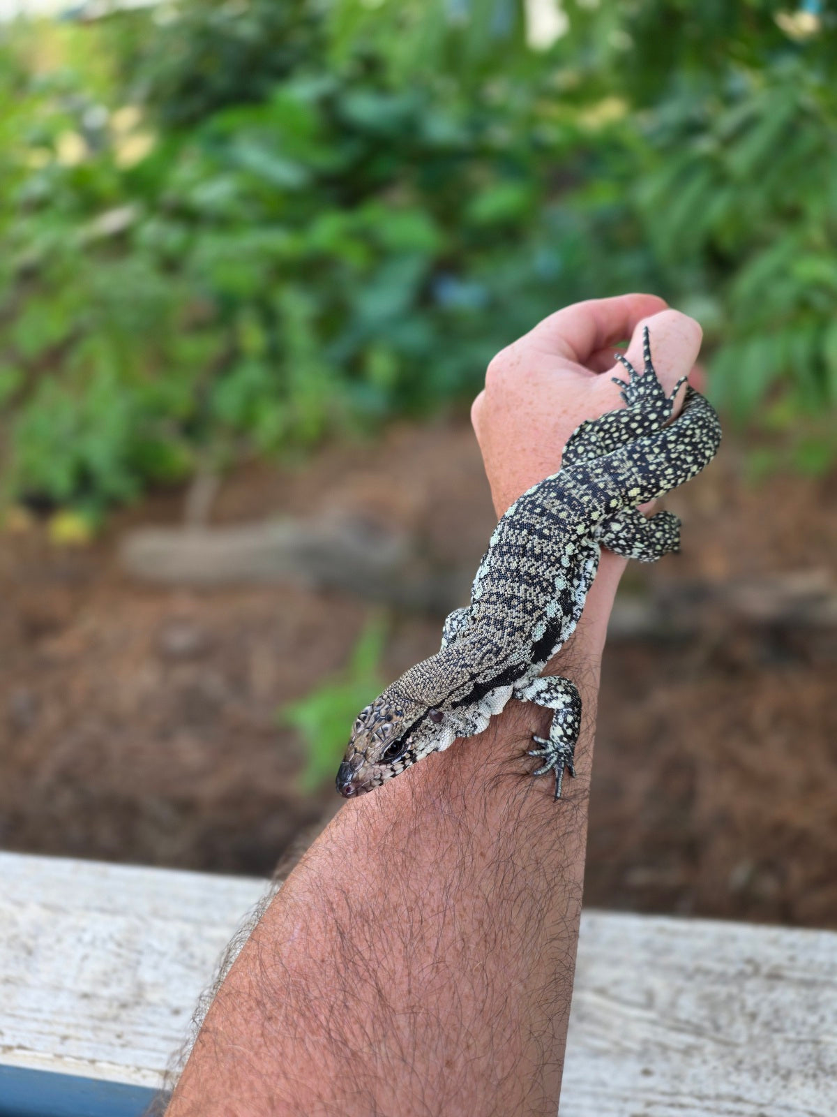 Blue Female Tegu 100% Het Albino- JJ x Pearl