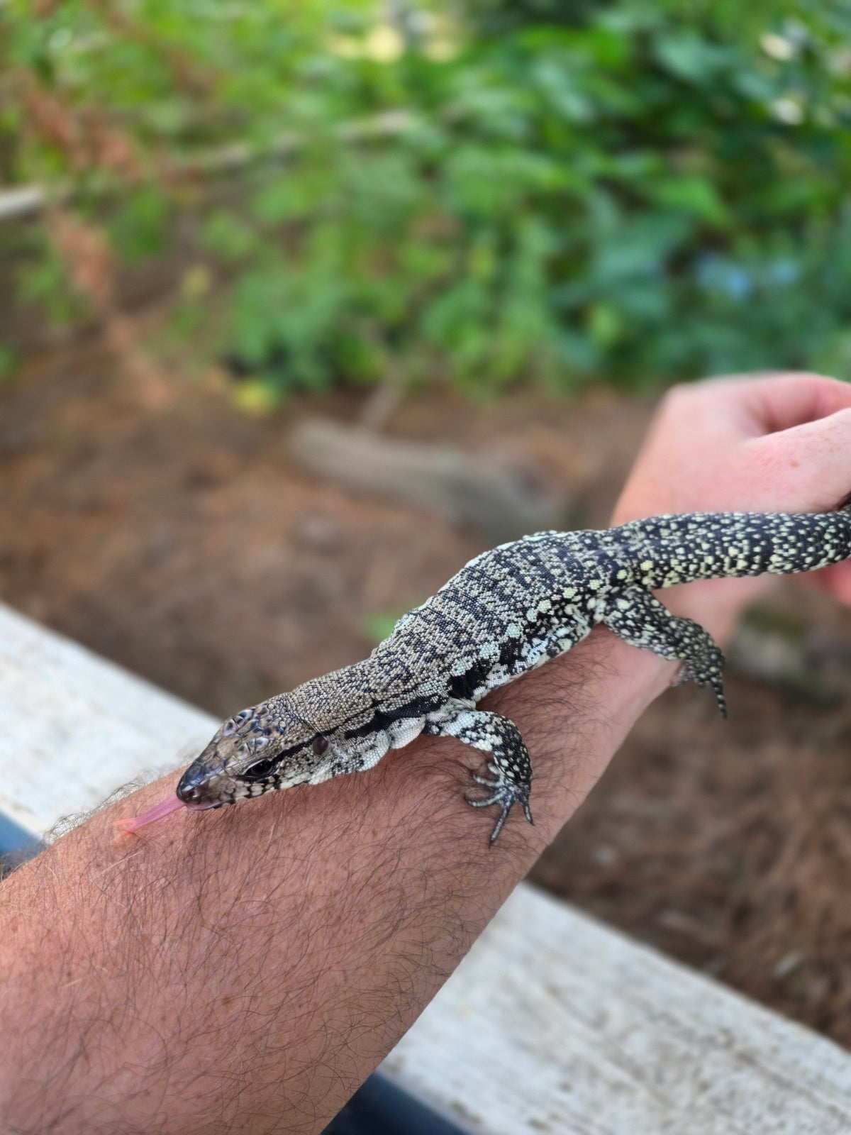 Blue Female Tegu 100% Het Albino- JJ x Pearl