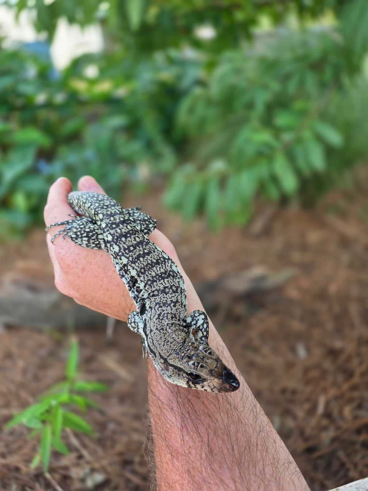 Blue Female Tegu 100% Het Albino- JJ x Pearl