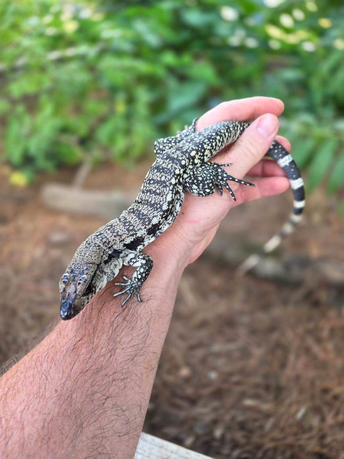 Blue Female Tegu 100% Het Albino- JJ x Pearl