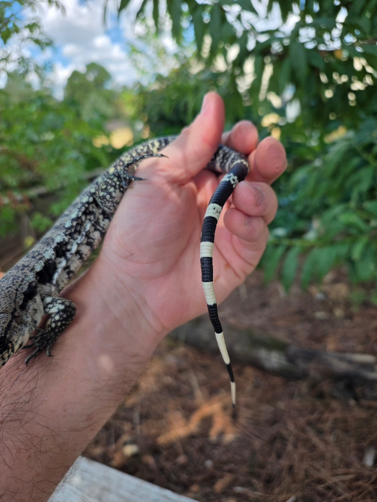 Blue Female Tegu 100% Het Albino- JJ x Pearl