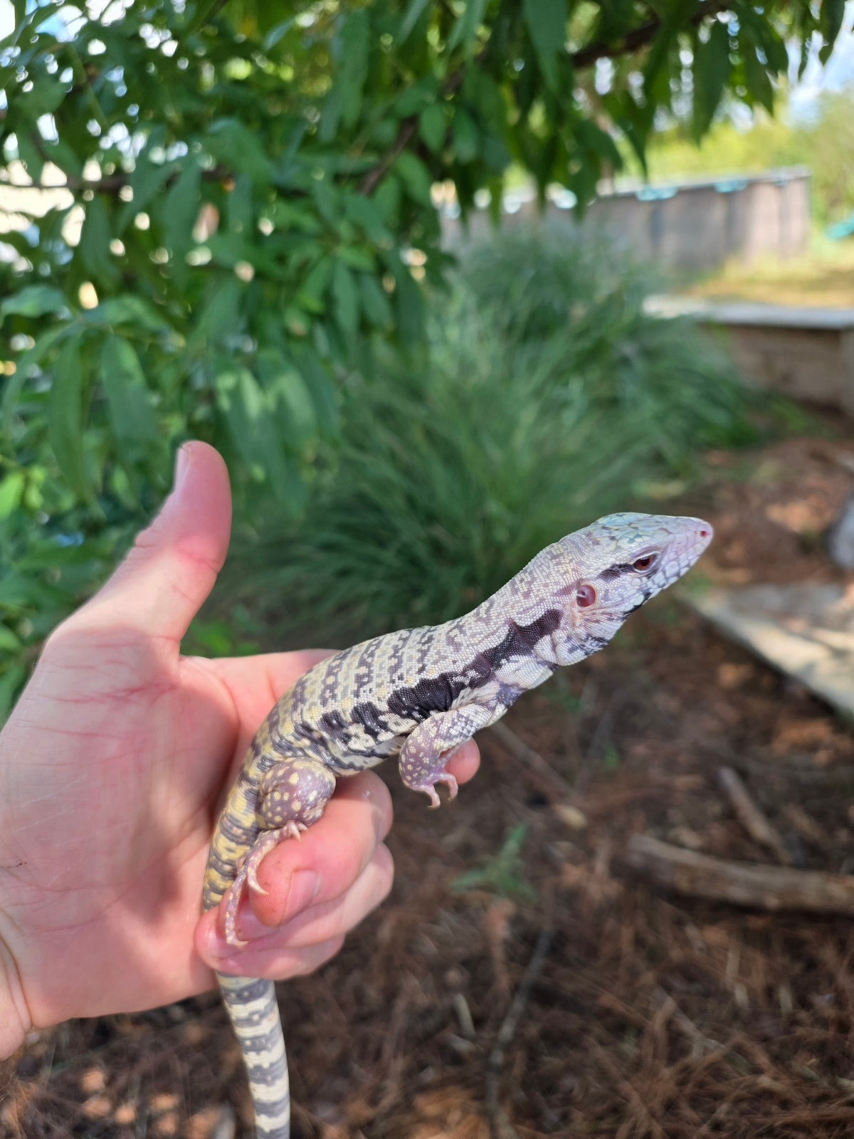 Blue Female Albino Tegu - JJ x Pearl