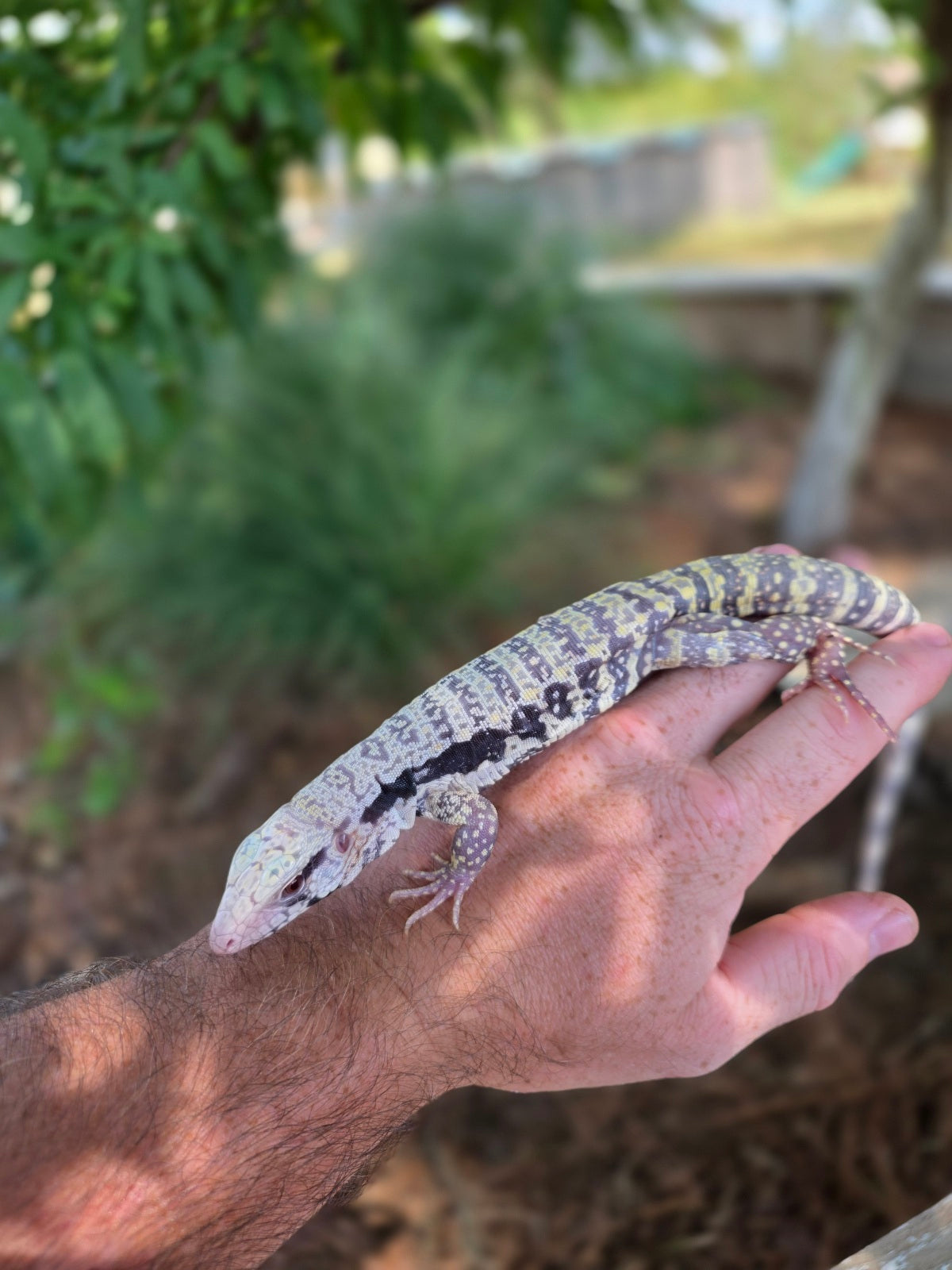 Blue Female Albino Tegu - JJ x Pearl