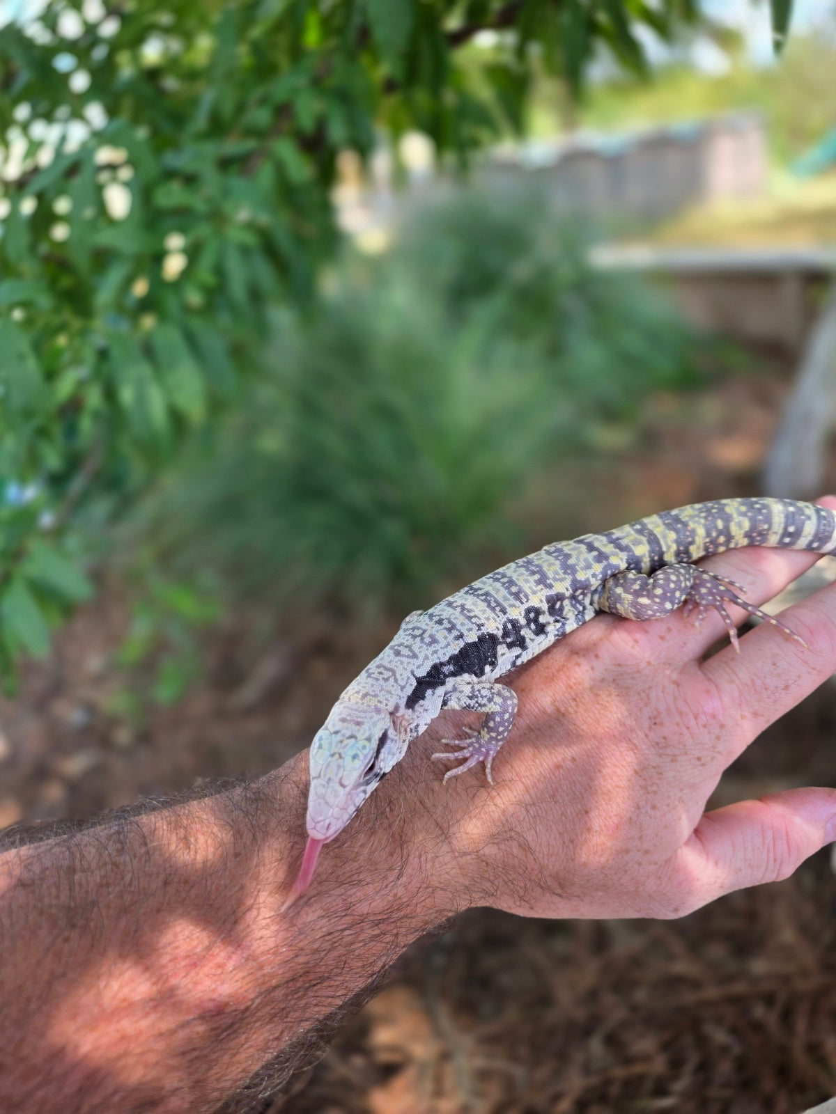 Blue Female Albino Tegu - JJ x Pearl