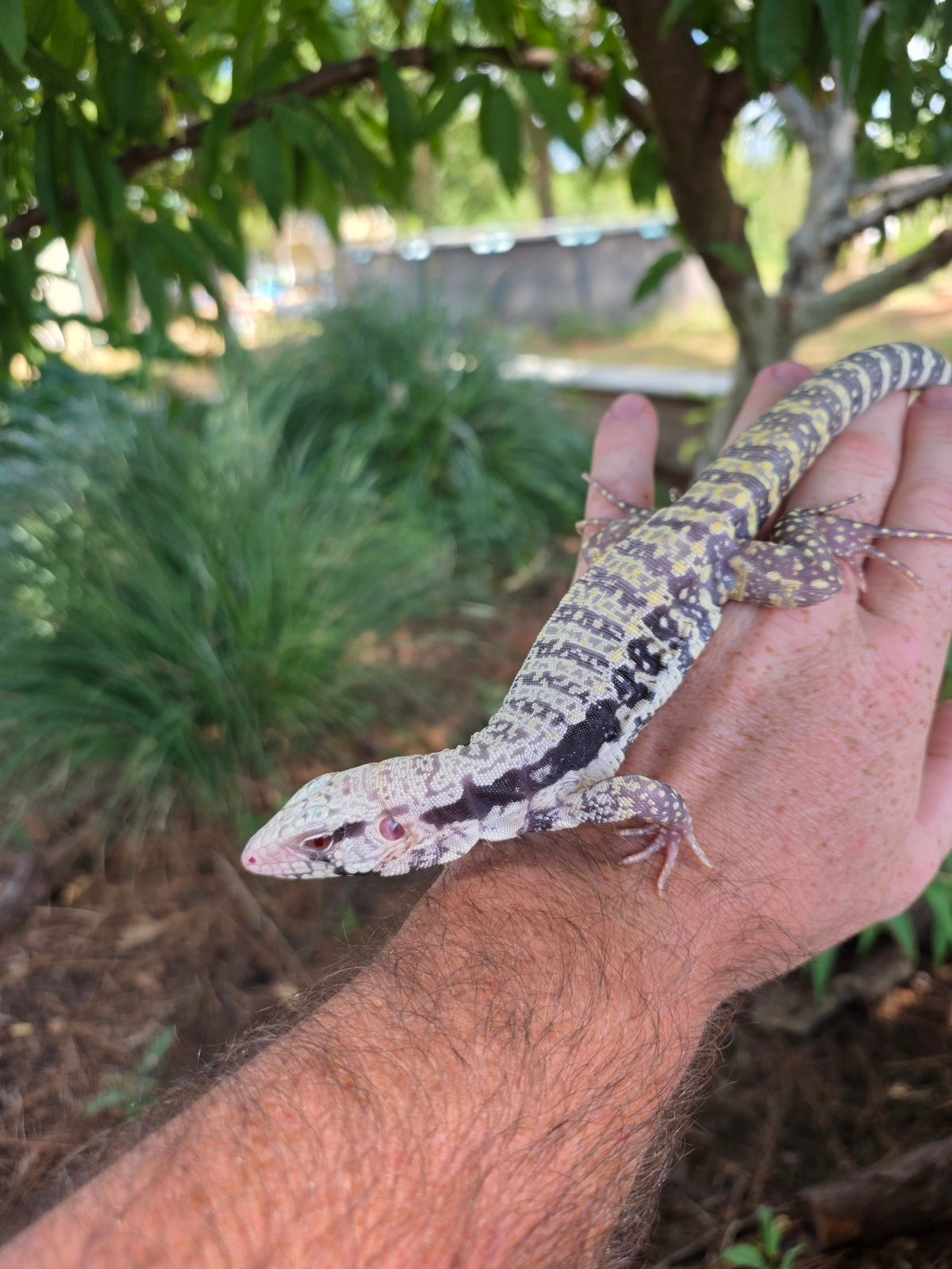 Blue Female Albino Tegu - JJ x Pearl