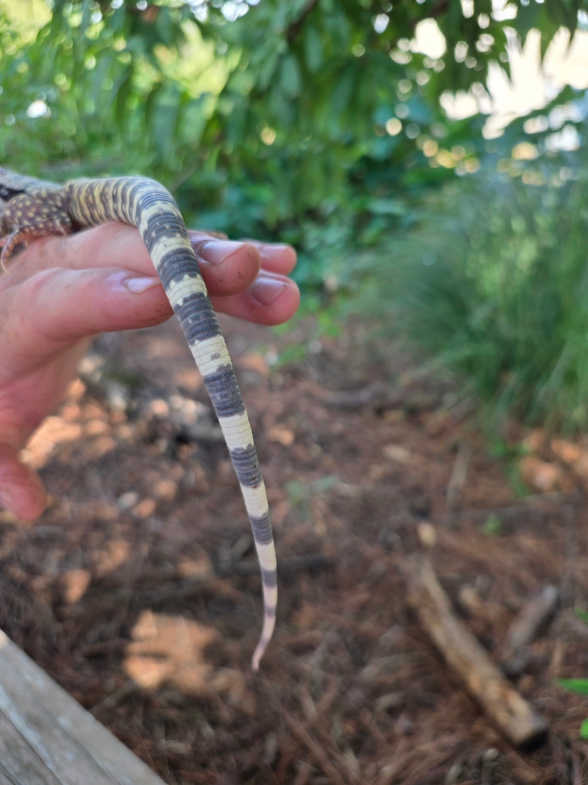 Blue Female Albino Tegu - JJ x Pearl