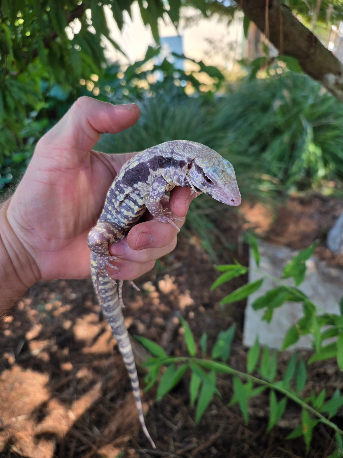 Blue Male Albino Tegu - JJ x Pearl