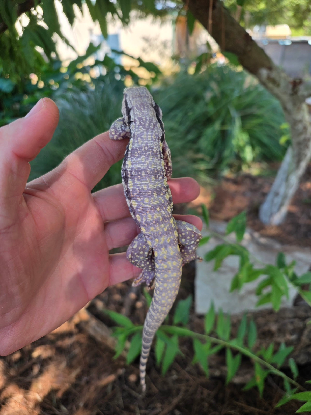Blue Male Albino Tegu - JJ x Pearl