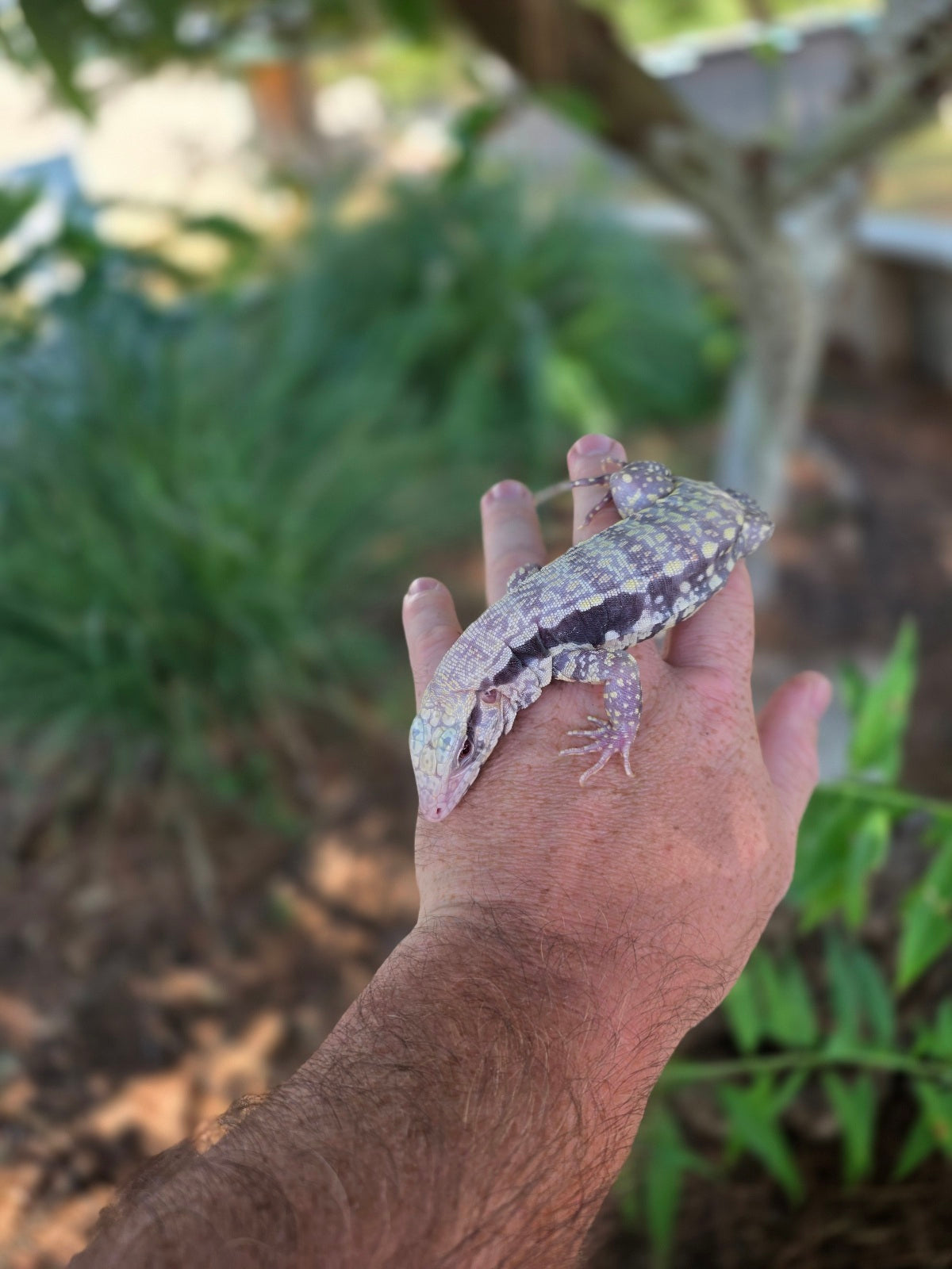 Blue Male Albino Tegu - JJ x Pearl