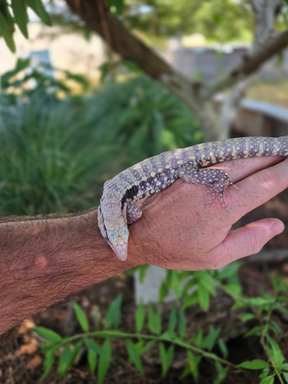 Blue Male Albino Tegu - JJ x Pearl