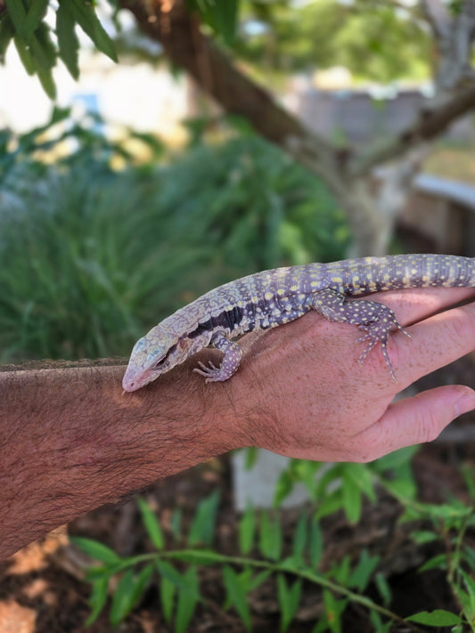 Blue Male Albino Tegu - JJ x Pearl
