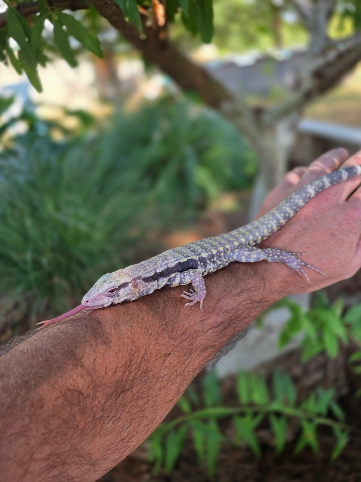 Blue Male Albino Tegu - JJ x Pearl