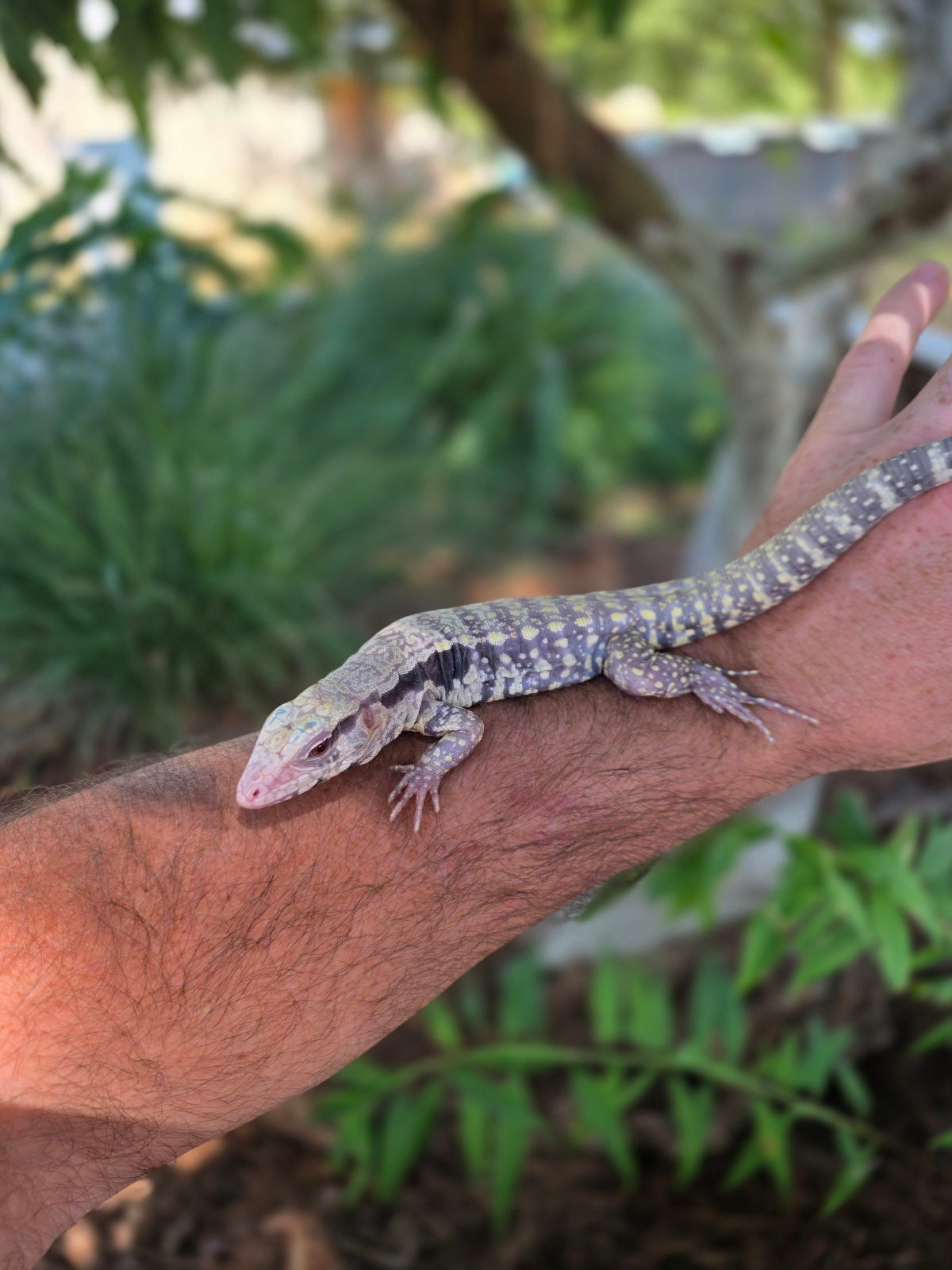 Blue Male Albino Tegu - JJ x Pearl