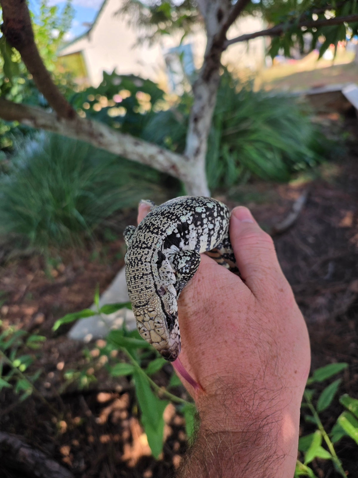Blue Female Tegu 100% Het Albino- JJ x Pearl