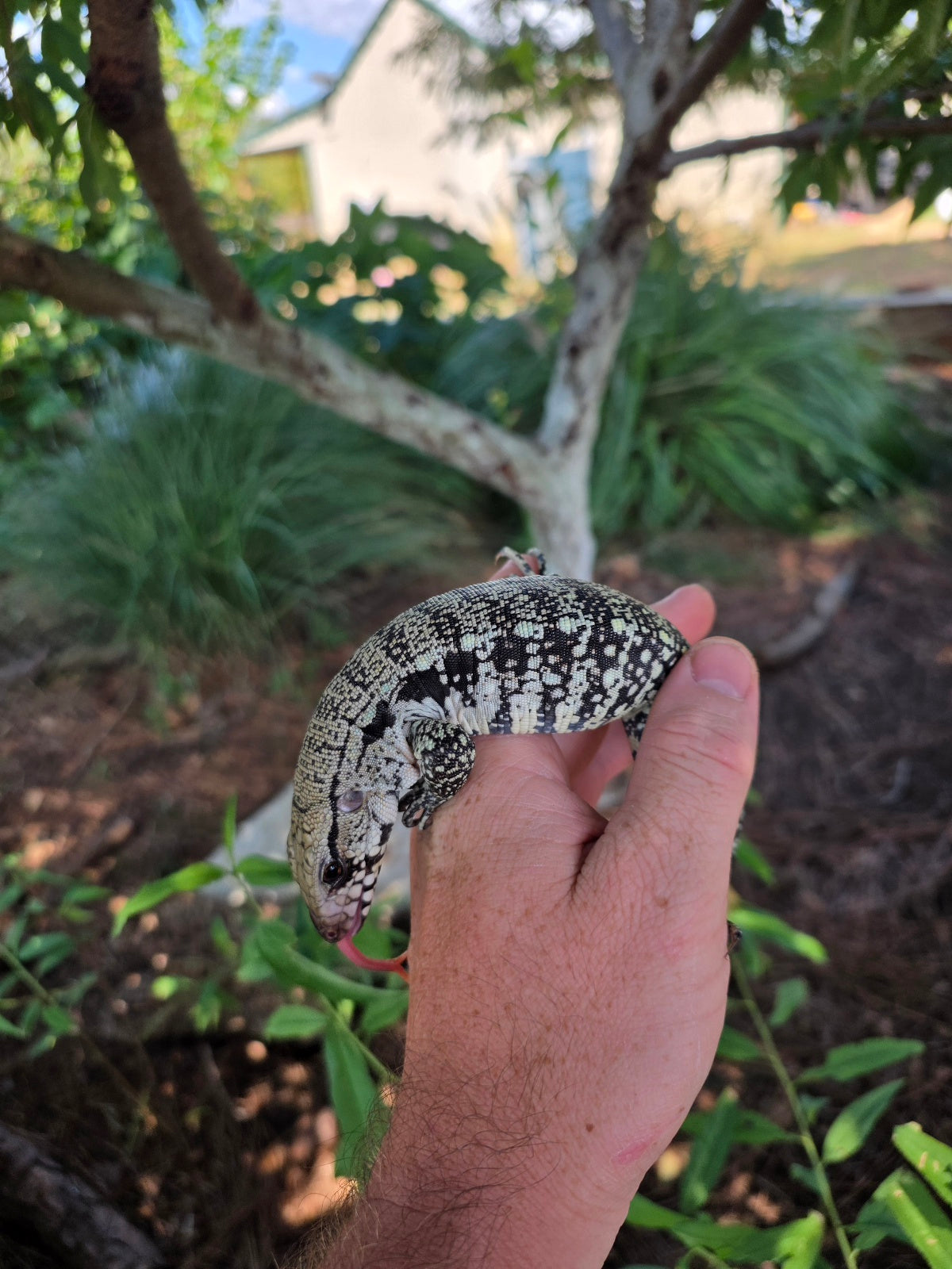 Blue Female Tegu 100% Het Albino- JJ x Pearl