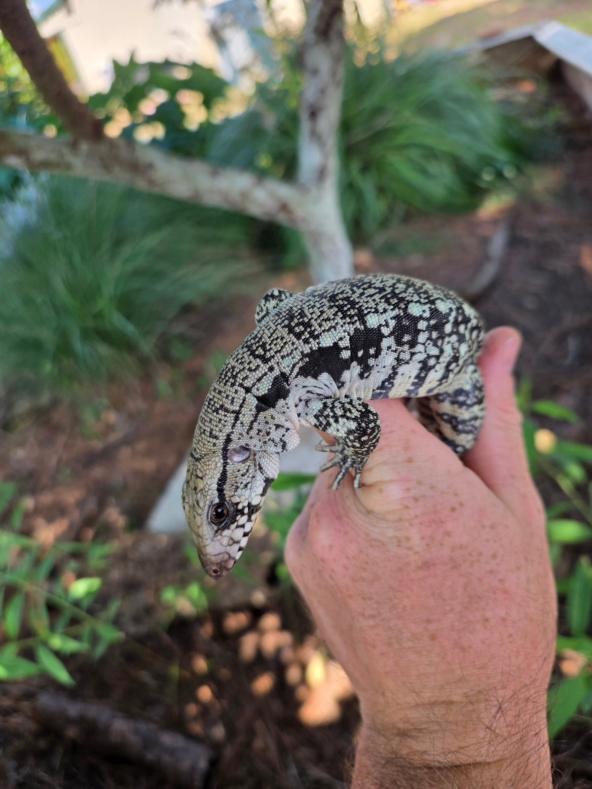 Blue Female Tegu 100% Het Albino- JJ x Pearl