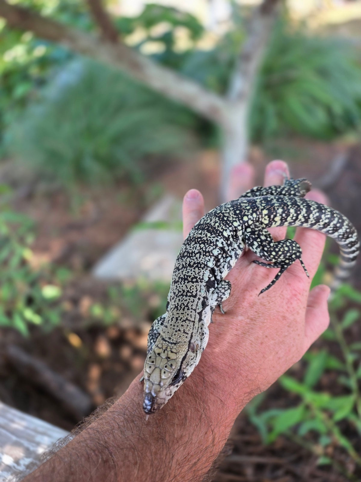 Blue Female Tegu 100% Het Albino- JJ x Pearl