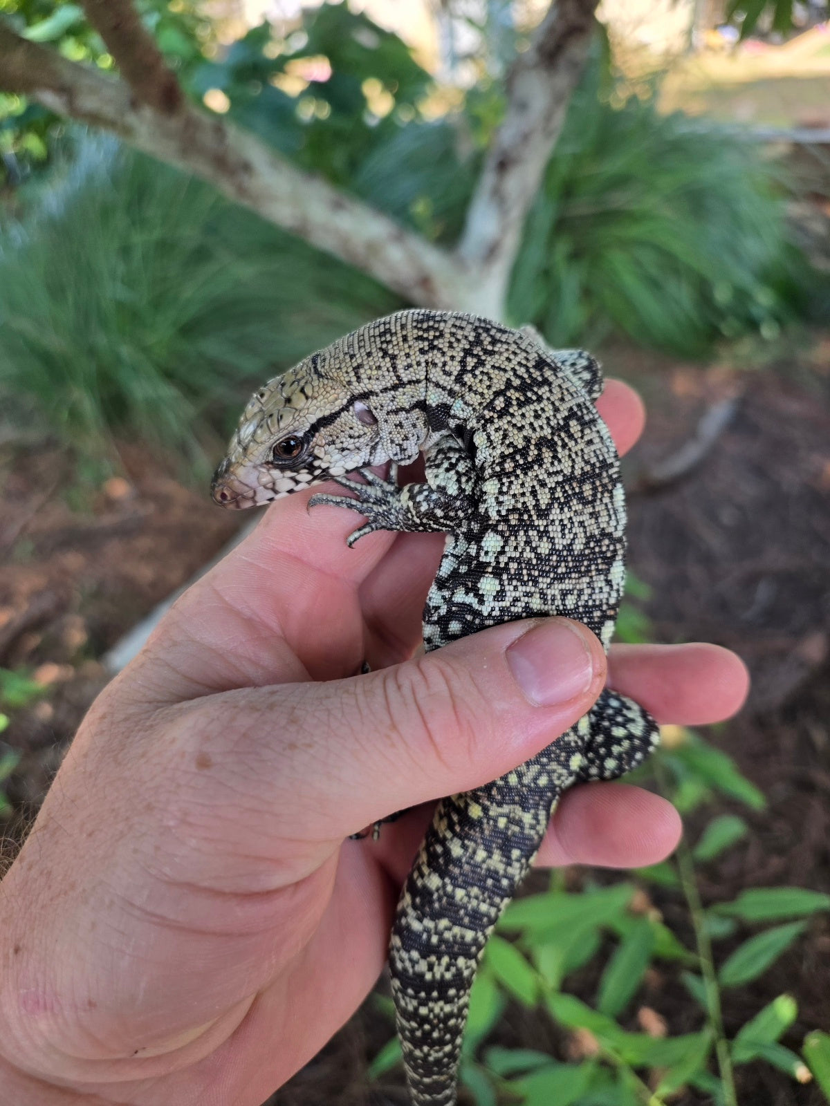 Blue Female Tegu 100% Het Albino- JJ x Pearl