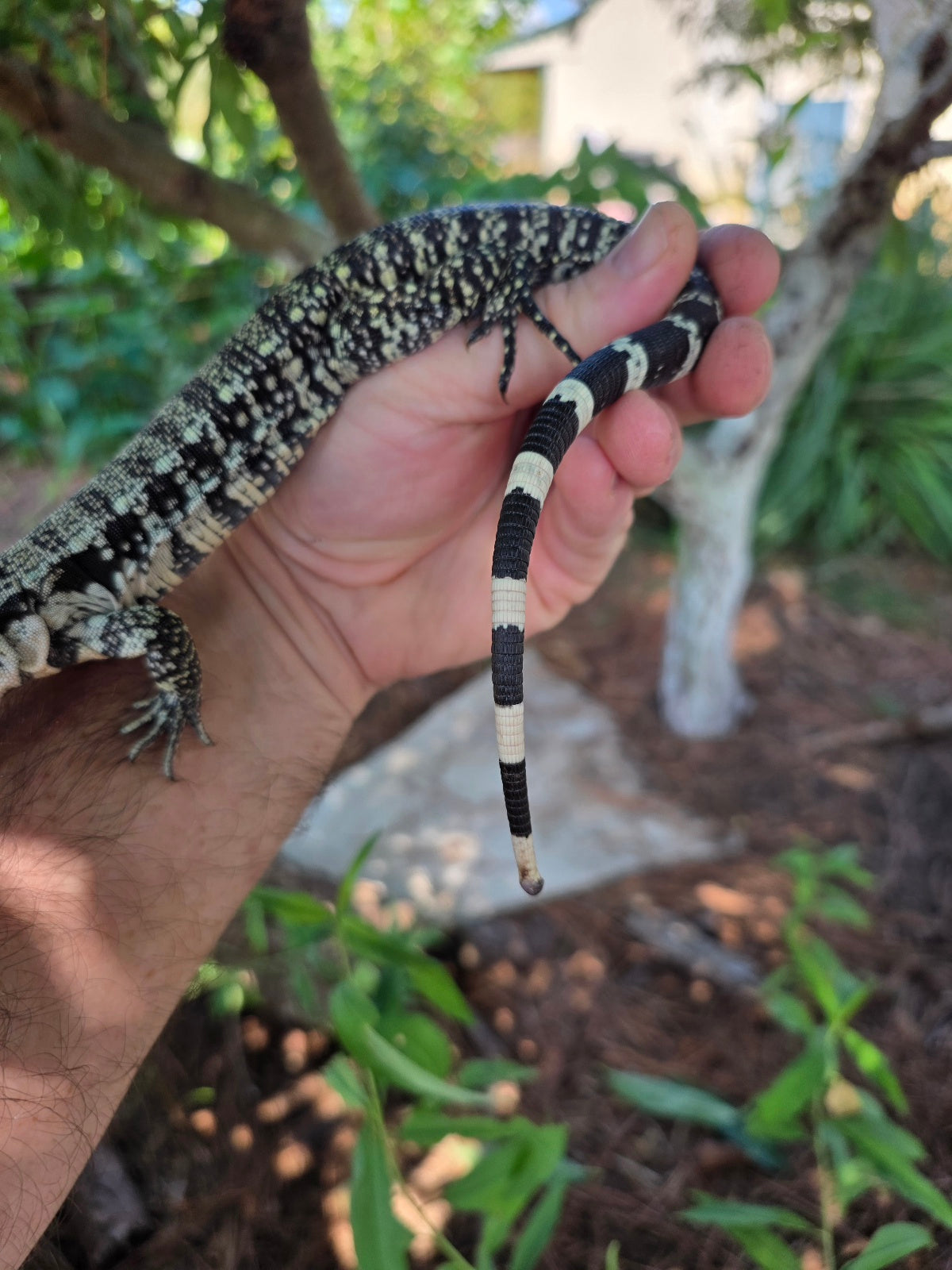 Blue Female Tegu 100% Het Albino- JJ x Pearl