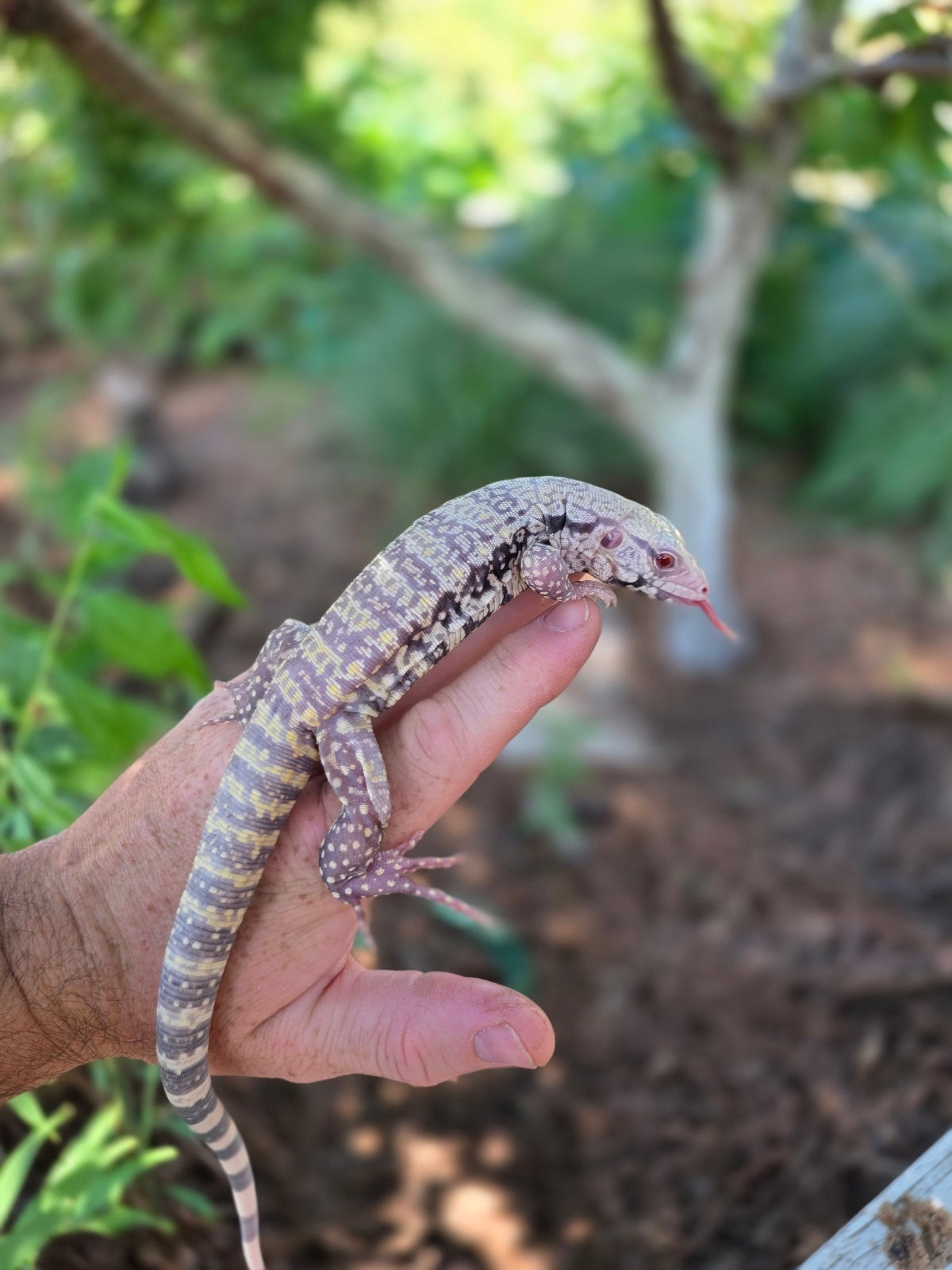Blue Female Albino Tegu - JJ x Pearl