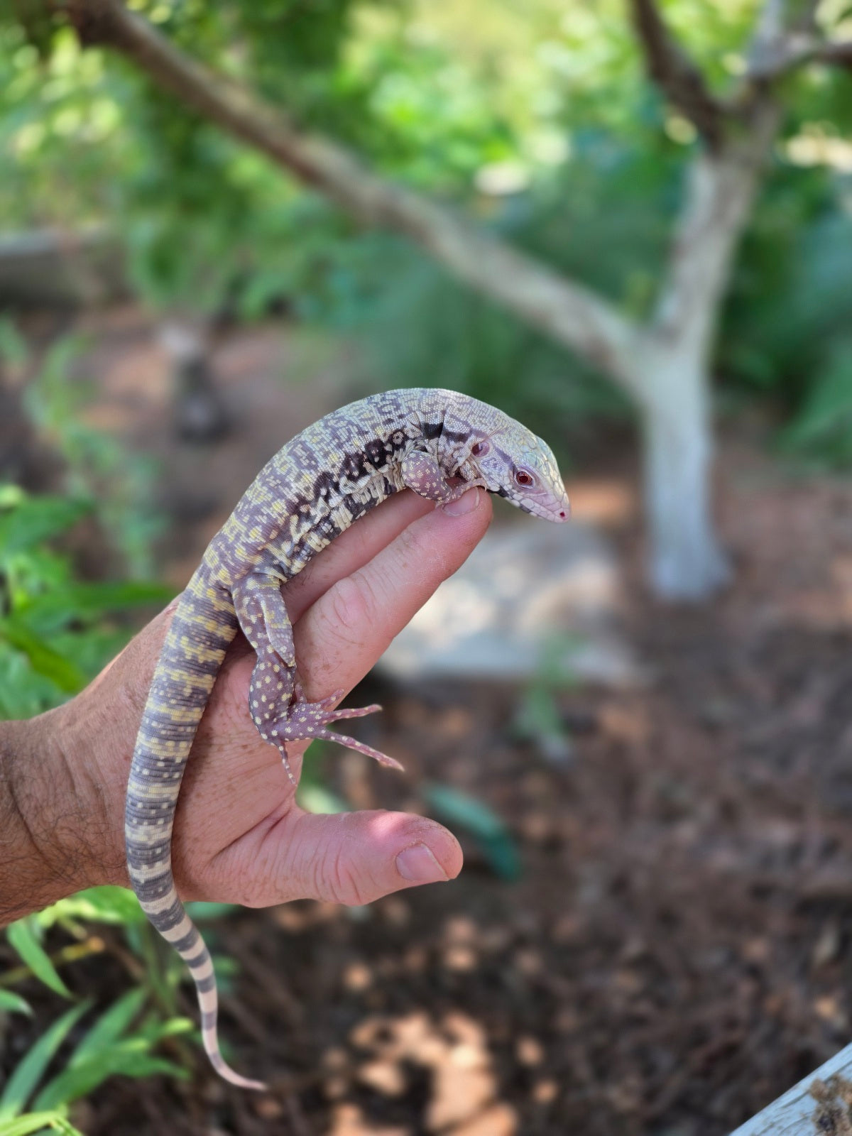 Blue Female Albino Tegu - JJ x Pearl