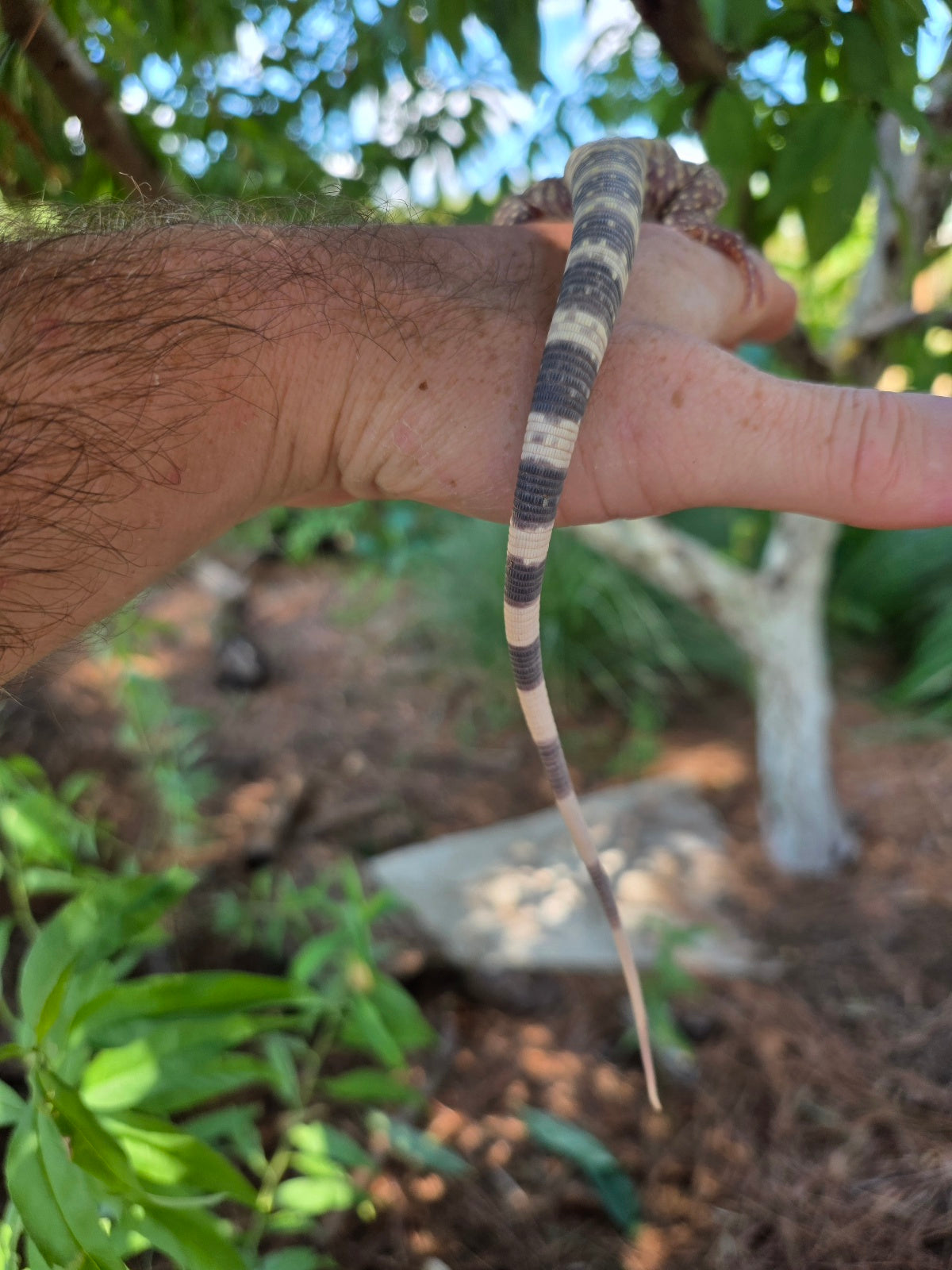 Blue Female Albino Tegu - JJ x Pearl