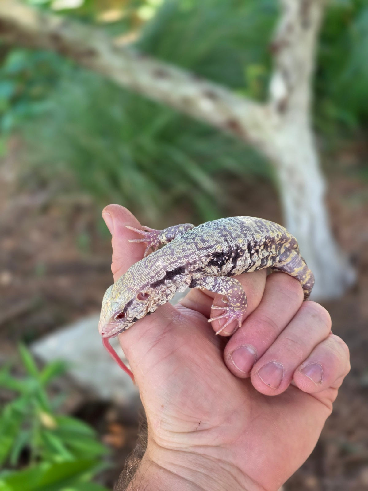 Blue Female Albino Tegu - JJ x Pearl