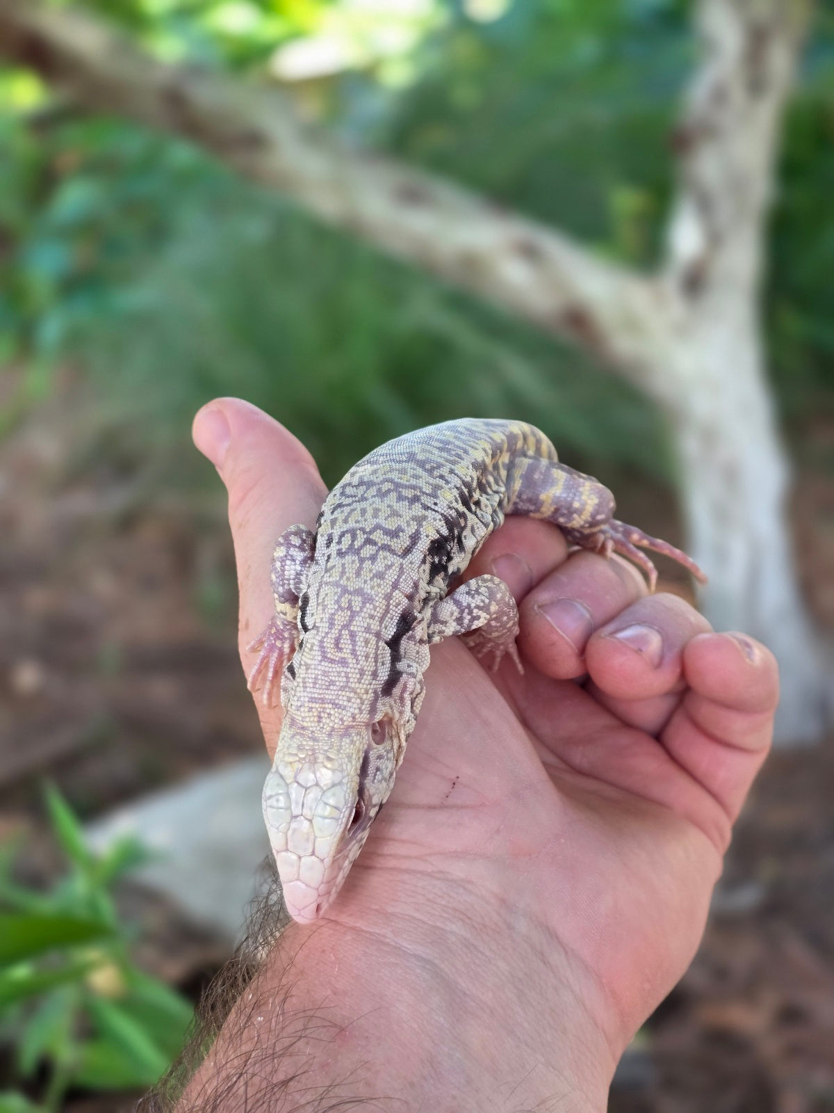 Blue Female Albino Tegu - JJ x Pearl