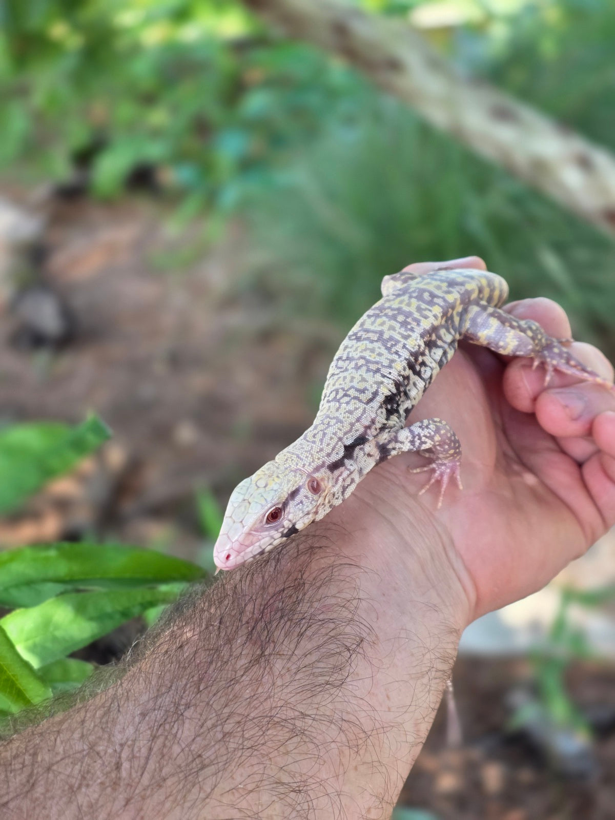 Blue Female Albino Tegu - JJ x Pearl