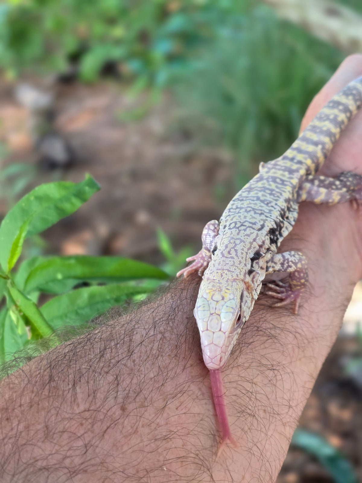 Blue Female Albino Tegu - JJ x Pearl